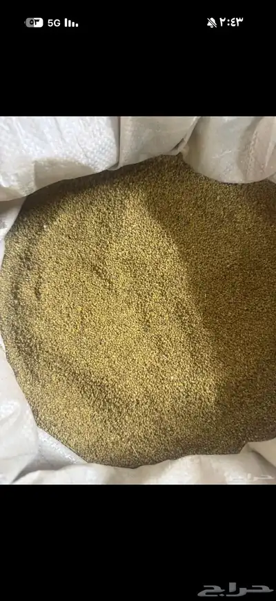 بذر برسيم صبخاوي و مصري 0