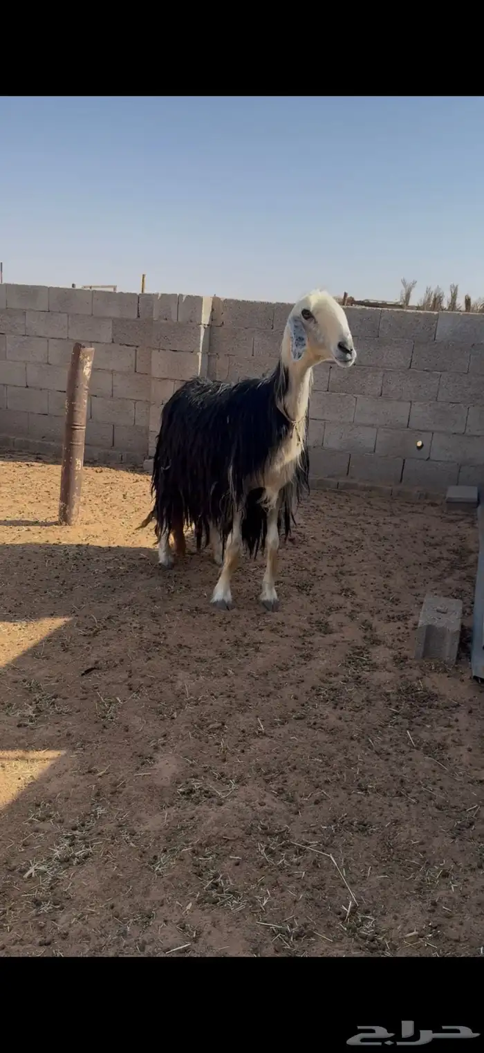 نجديه صنف دافع 3