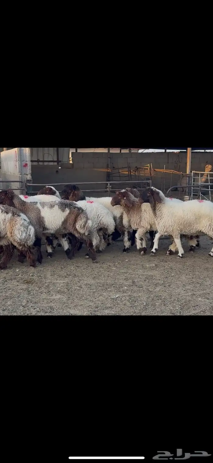 جذعات نعيم مضاريع 1