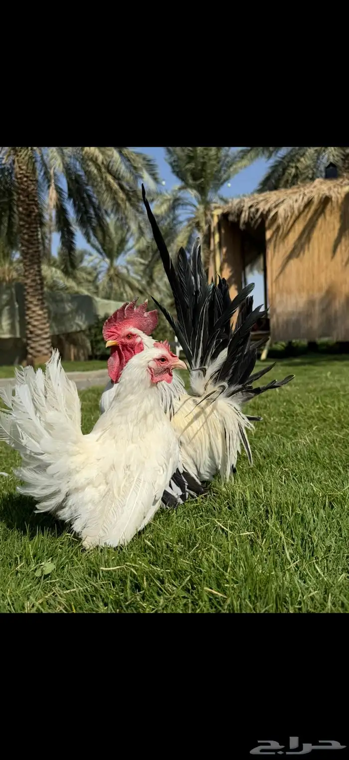 دجاج زينه جبنيز 0