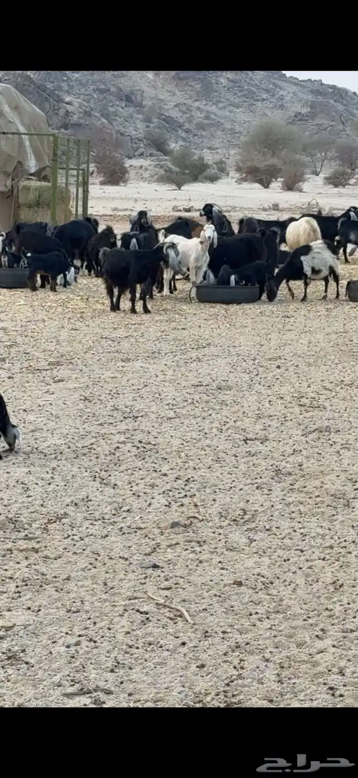 معزا عوارض 11