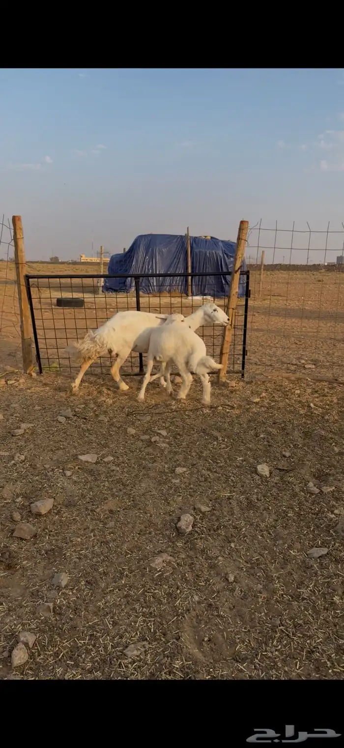 شاه خلفه رباع تحتها طلي 1