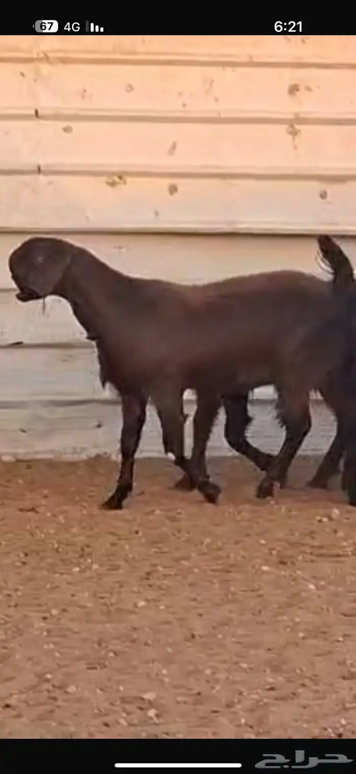 شاميات جذعات 19