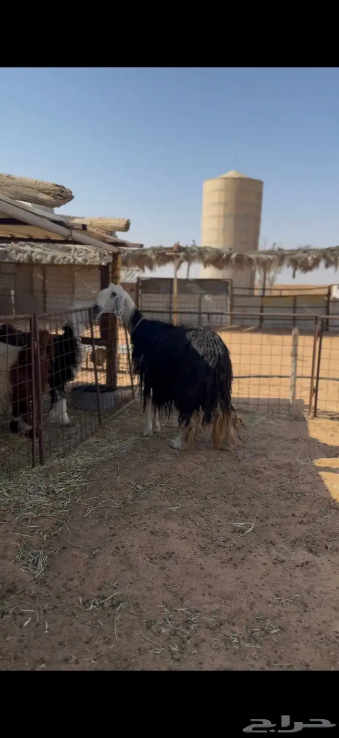 نجديه صنف دافع 0