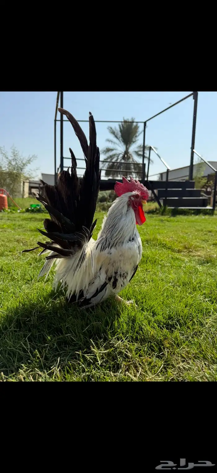 دجاج زينه جبنيز 2