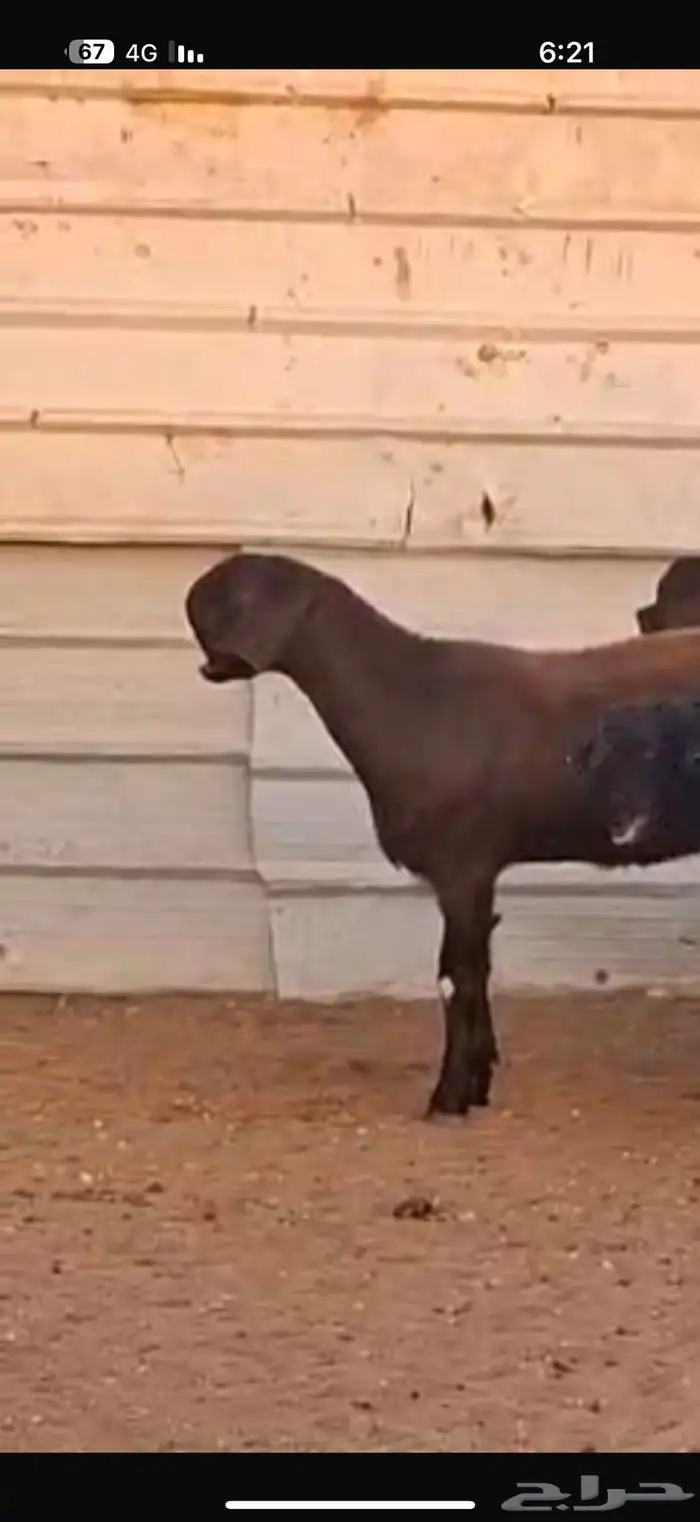 شاميات جذعات 18