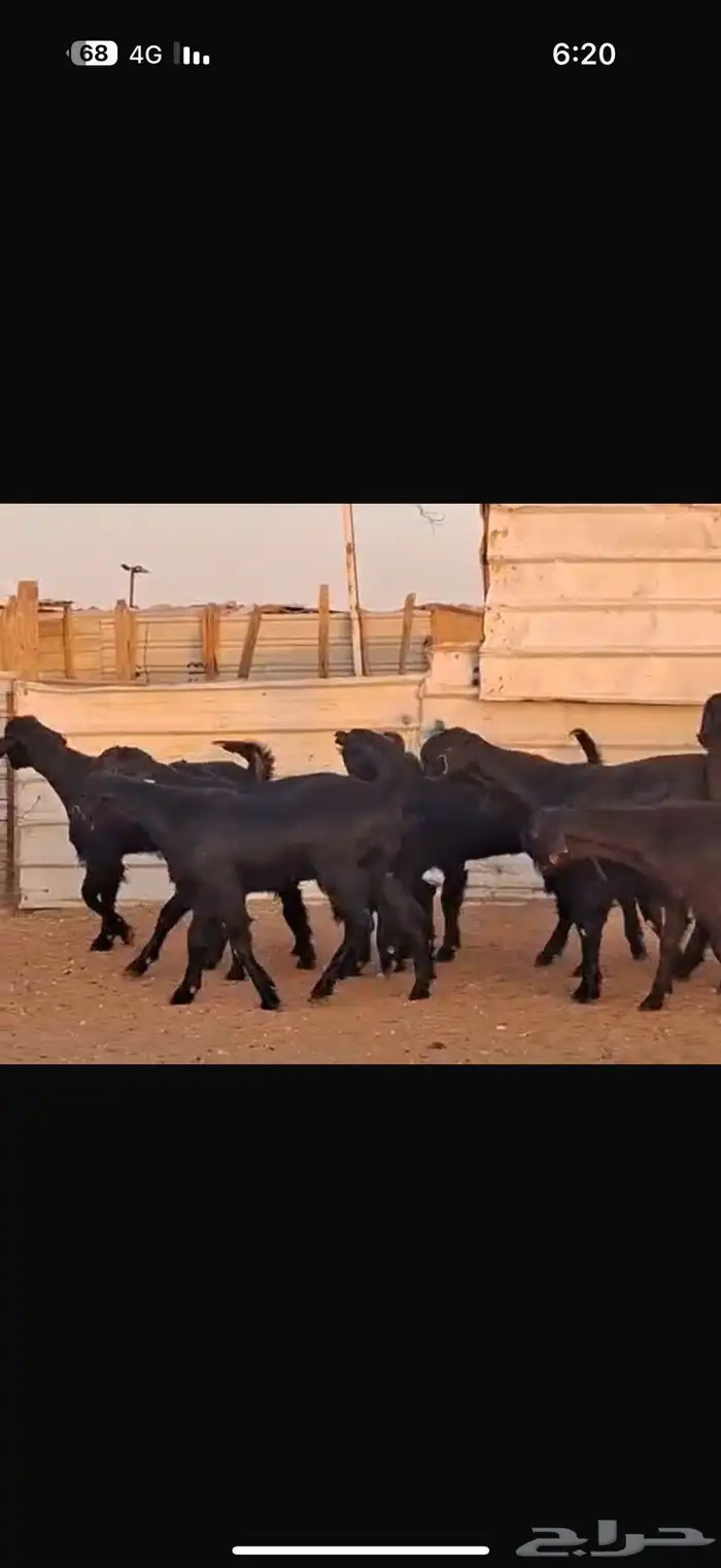 شاميات جذعات 9