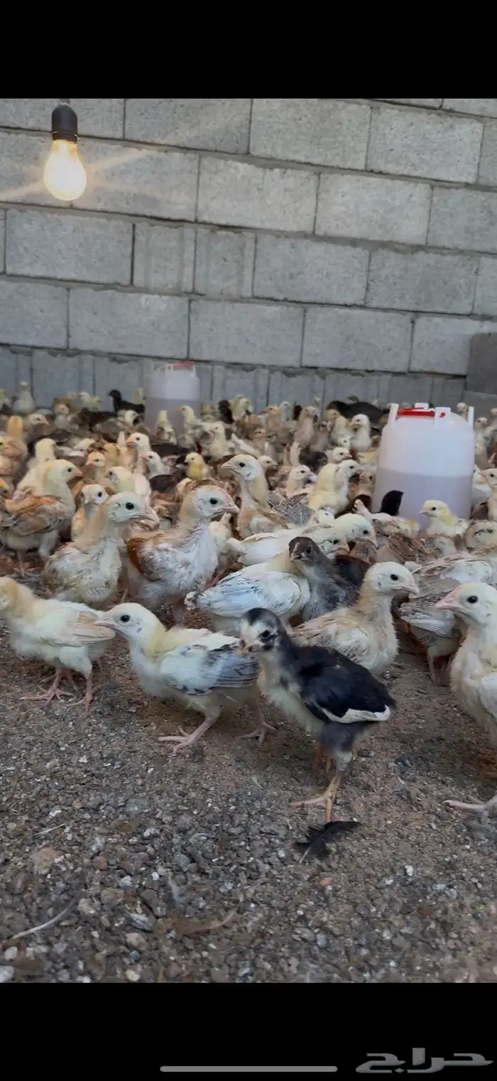 صيصان بلدي 0