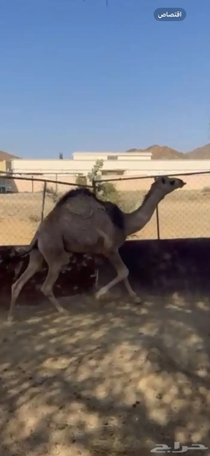 قعود كفو كفو جدا وفل شحم 1