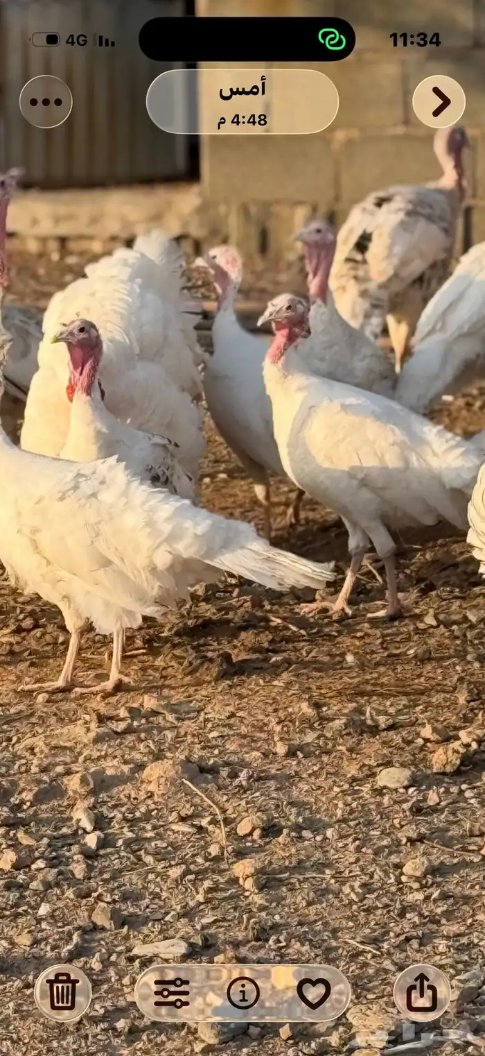 رومي بياض اللون ابيض للبيع 2