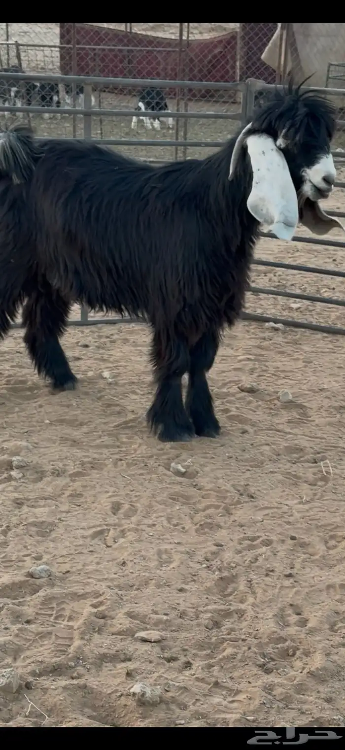 فحل عارضي 10