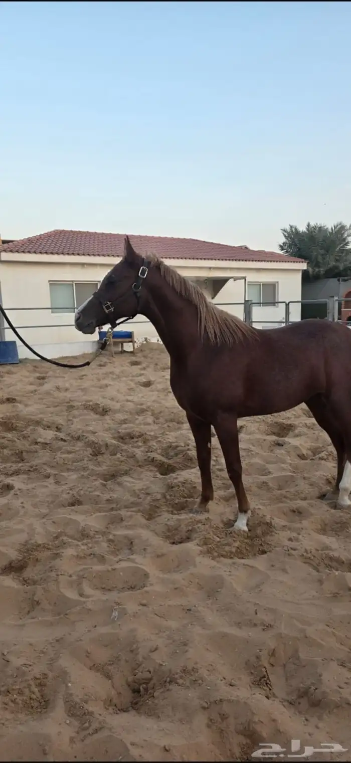 للبيع خيل عربي موثق   مولود 2023 0