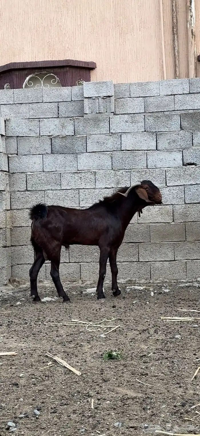 تيس فحل هجين 2