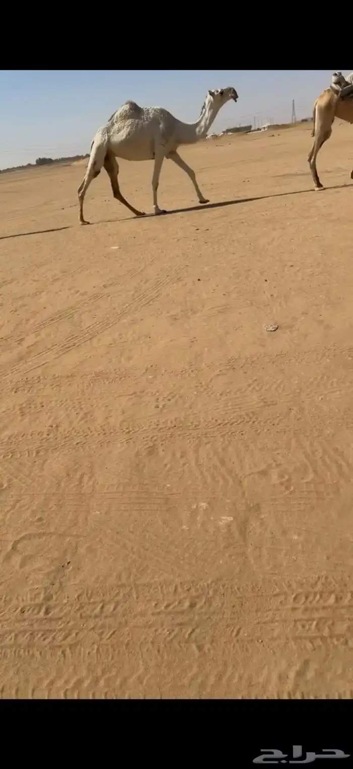 لقحات طيبه وسعرها مناسب 1