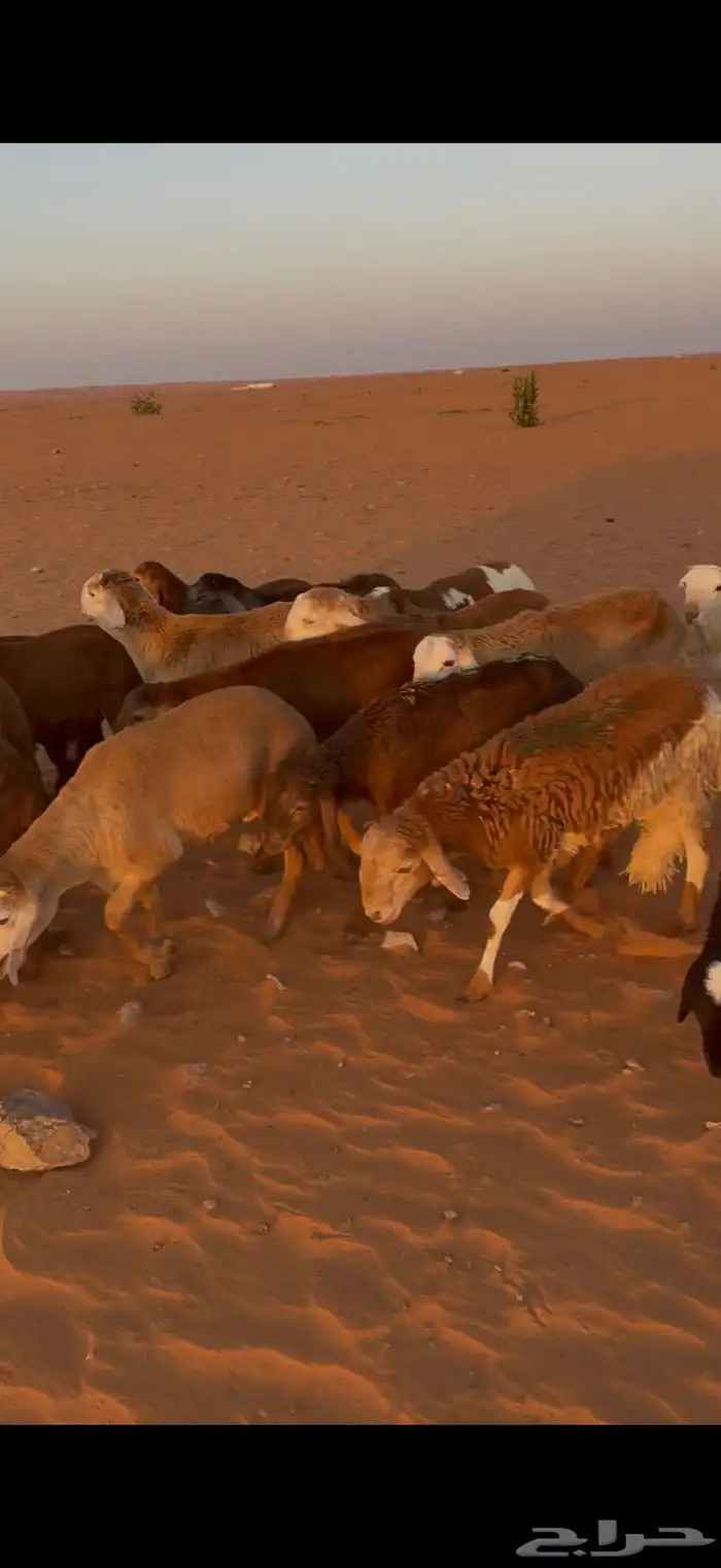 جذعان سواكن مربوطة شحم 4