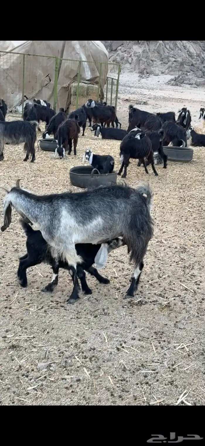 معزا عوارض 4