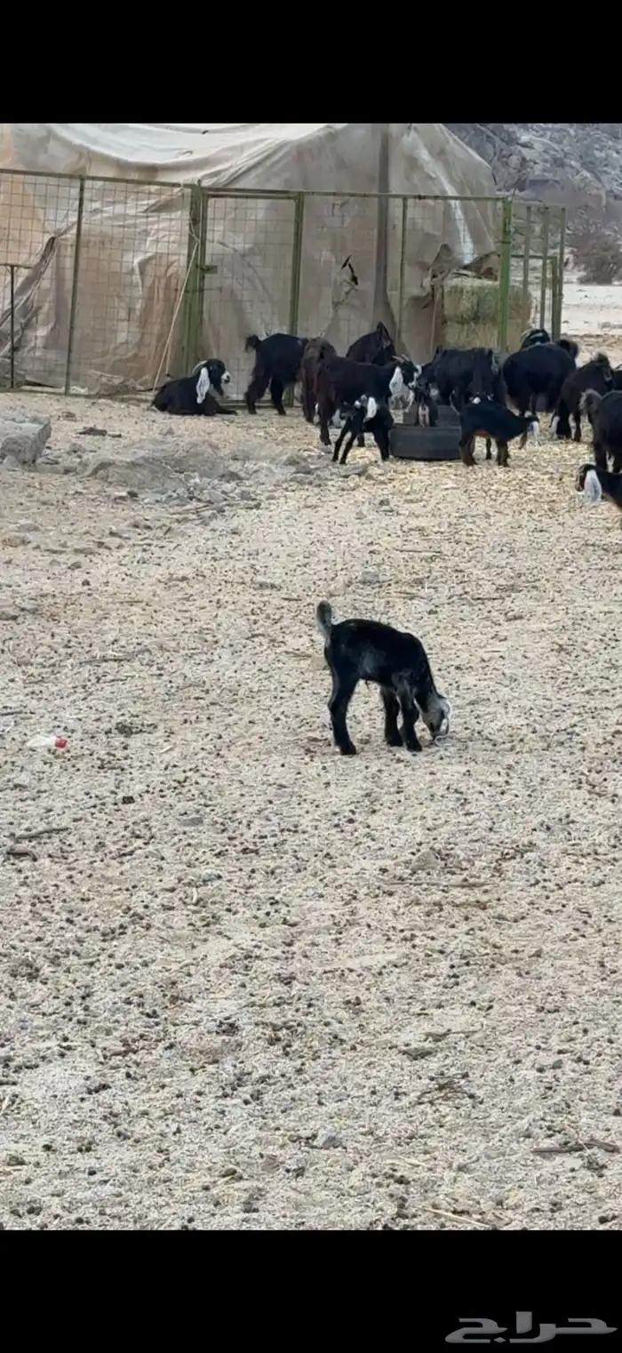 معزا عوارض 10