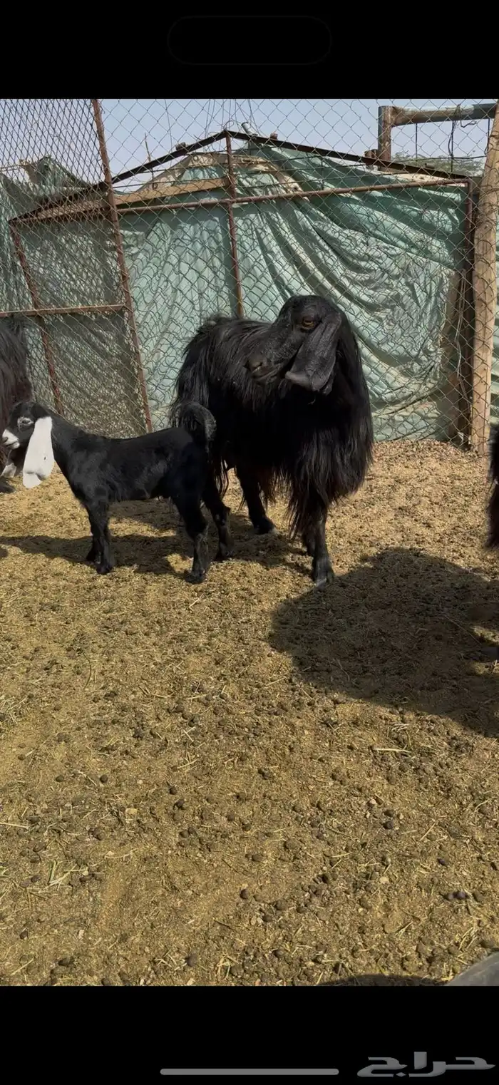 للبيع معزاء مواليد 3