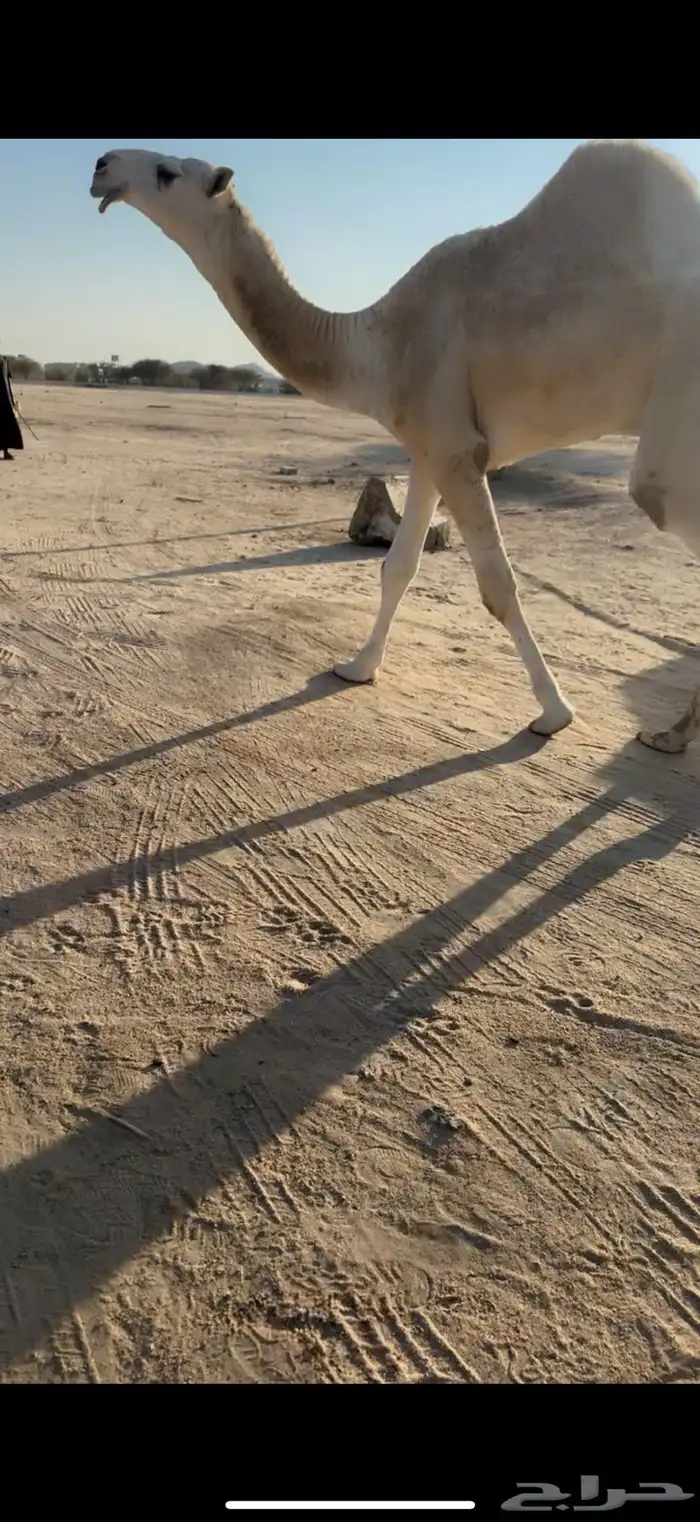 للبيع قعود حق اوضح 5