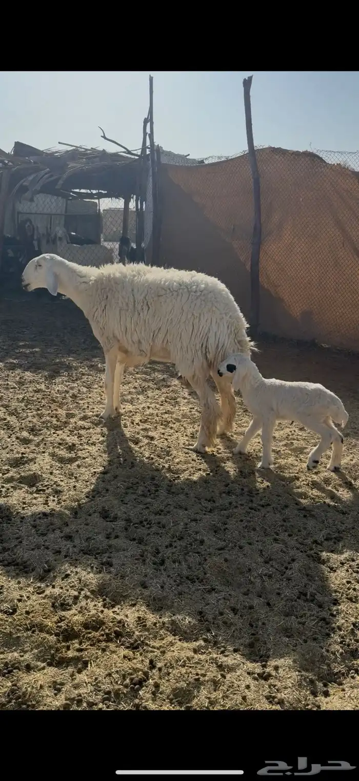 شاه معه رخل 0