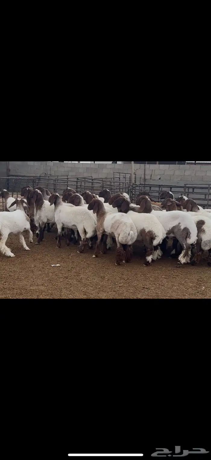 غنم جذعات نعيم 3