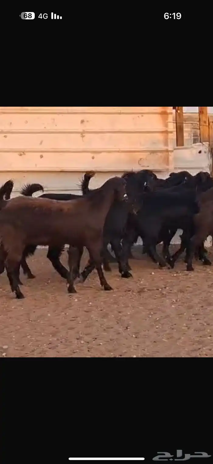 شاميات جذعات 0