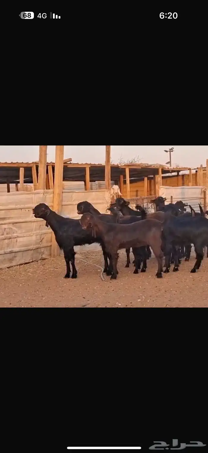 شاميات جذعات 11