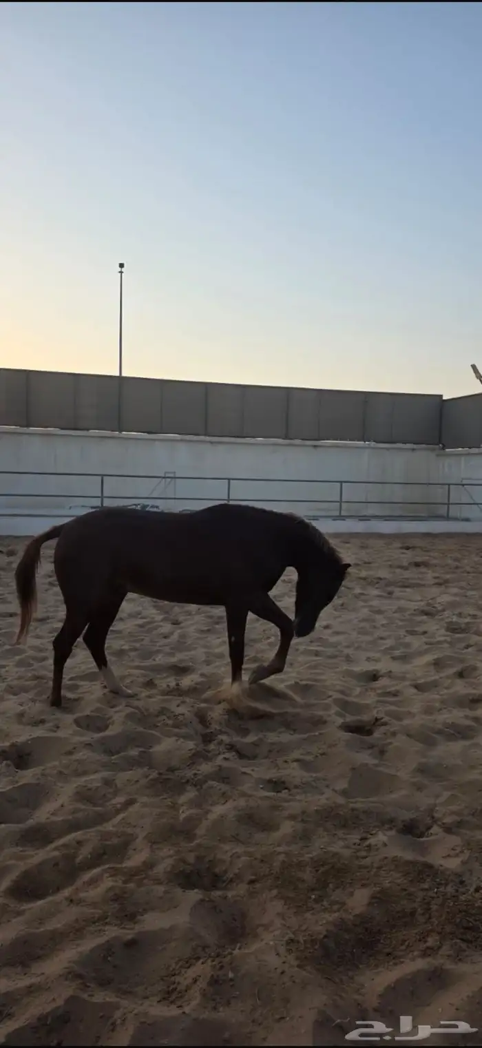 للبيع خيل عربي موثق   مولود 2023 1