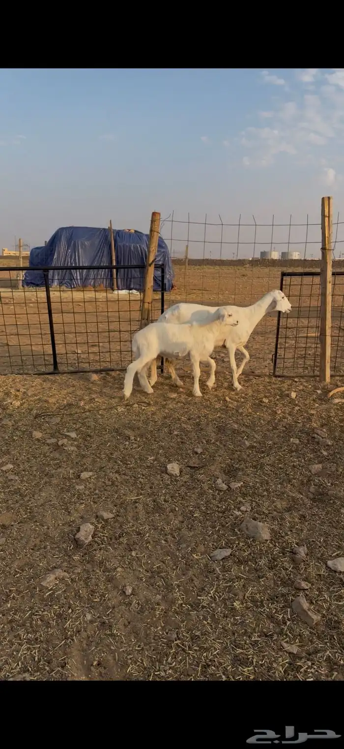 شاه خلفه رباع تحتها طلي 0