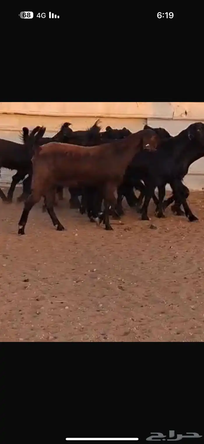 شاميات جذعات 1