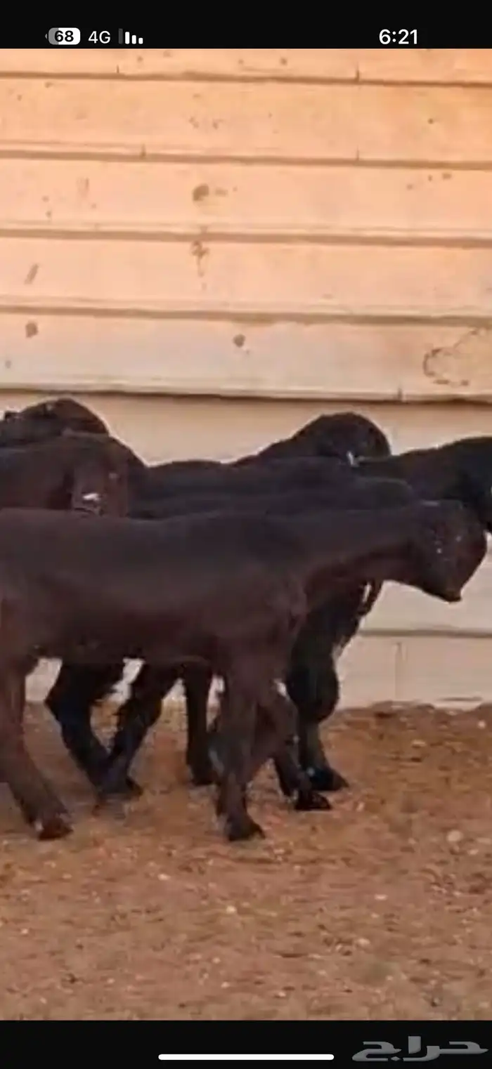 شاميات جذعات 20