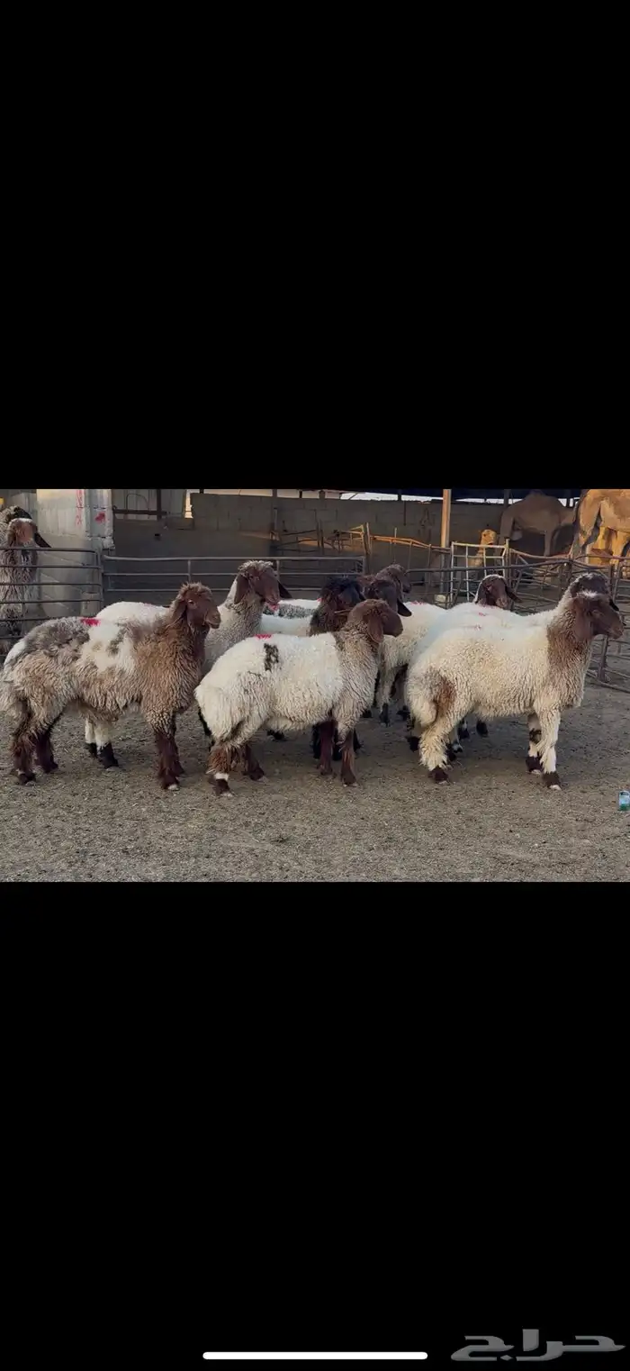 جذعات نعيم مضاريع 3