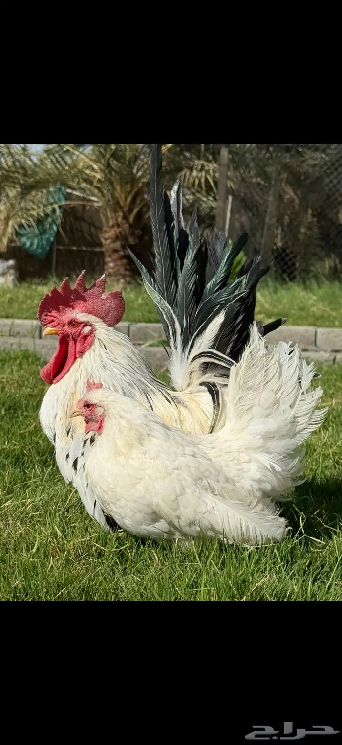 دجاج زينه جبنيز 1