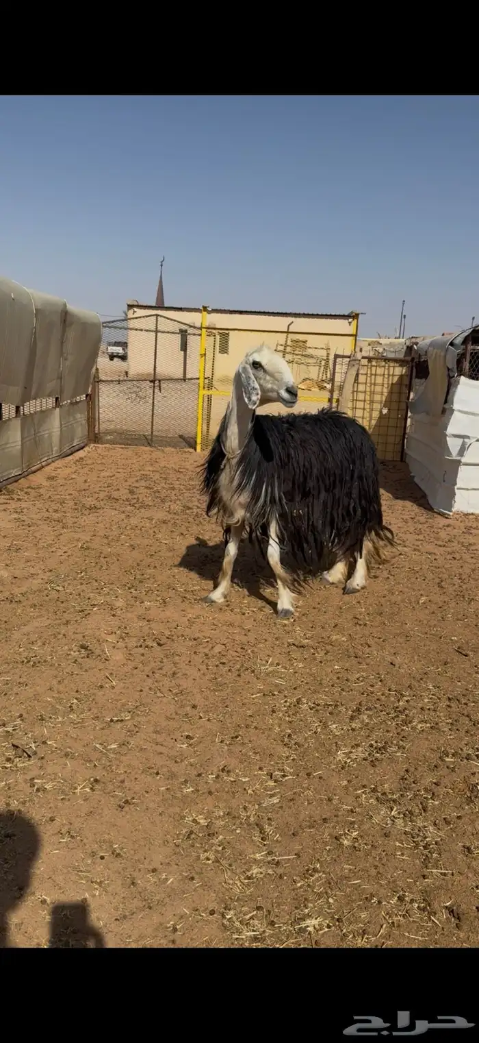 نجديه صنف دافع 1