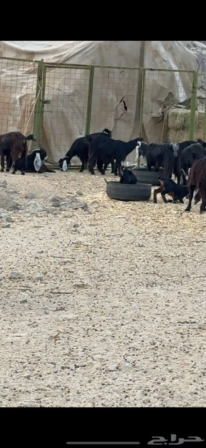 معزا عوارض 8