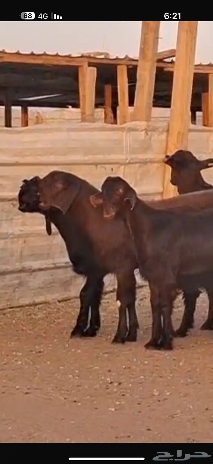 شاميات جذعات 17