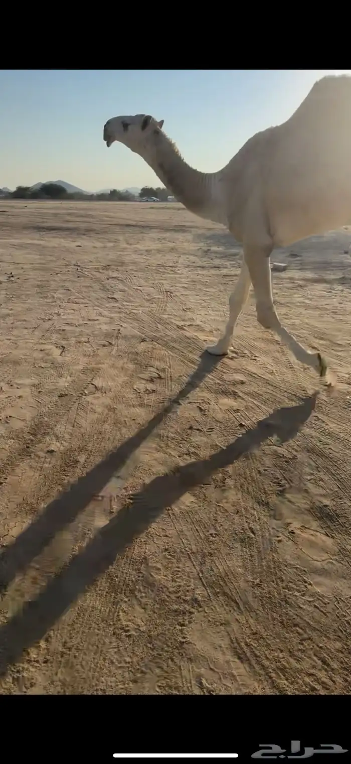 للبيع قعود حق اوضح 4