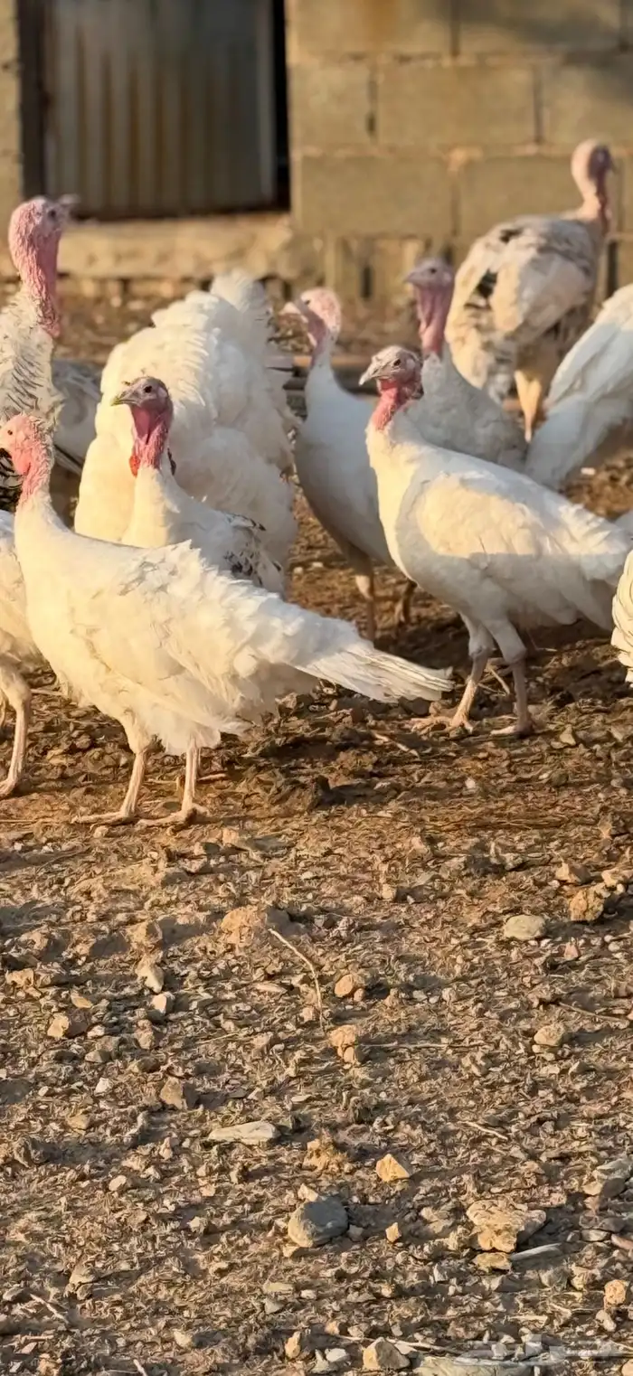 رومي بياض اللون ابيض للبيع 3