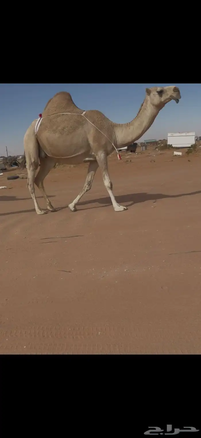 ضريبه شقحا 2