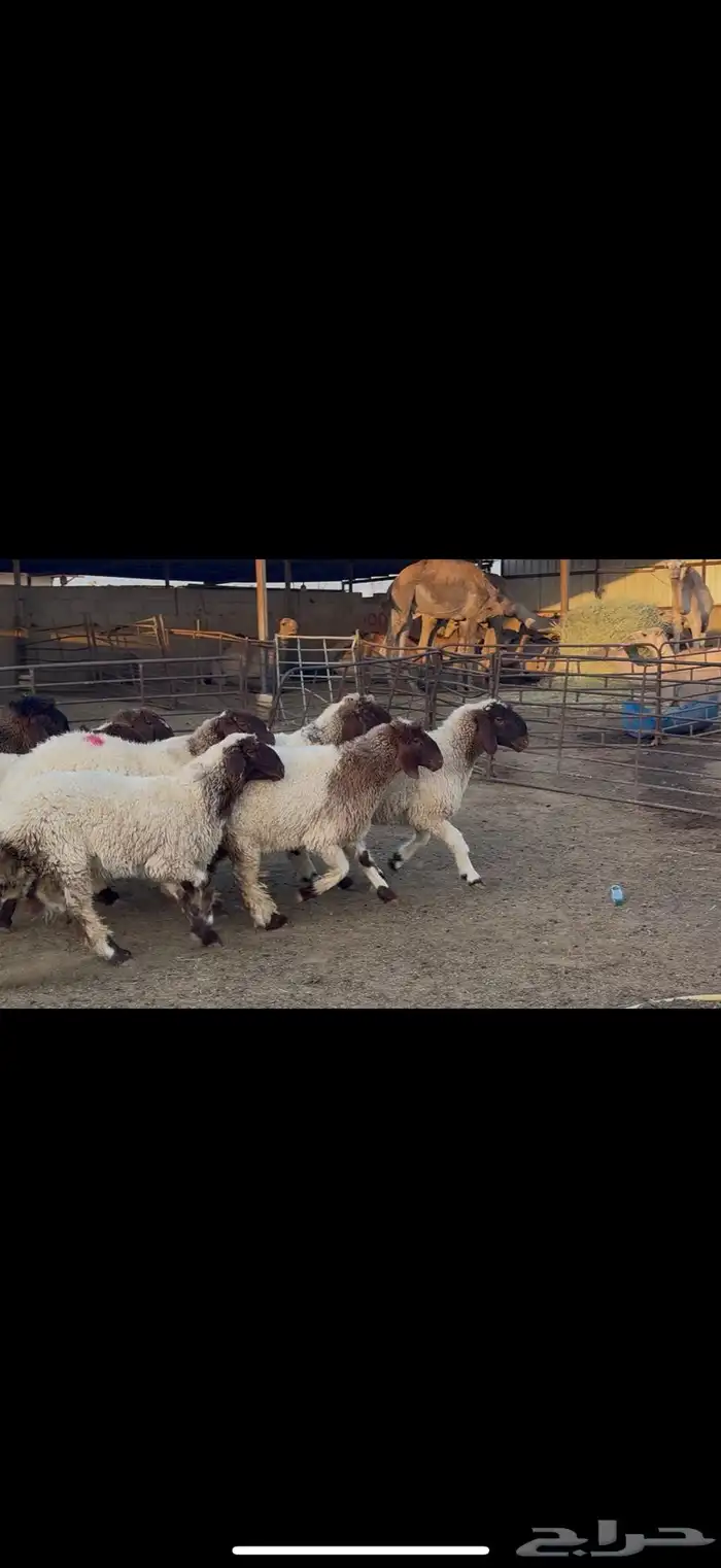 جذعات نعيم مضاريع 2