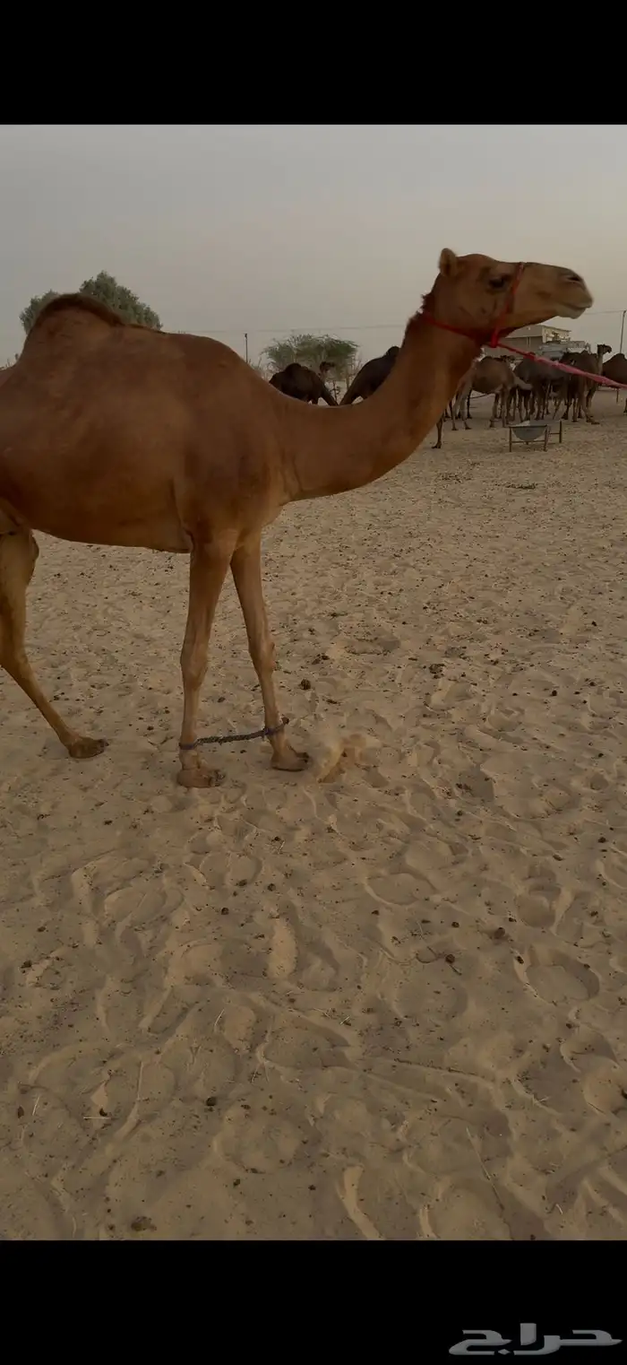 عشرا عاد ديدها فيه لبن وقليصه ل الفرديات وكانت ركبيه 0