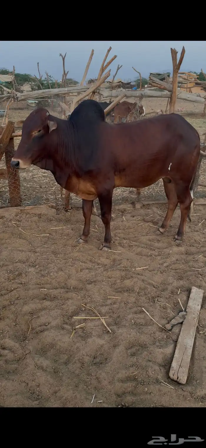 ثيران بلدي 1