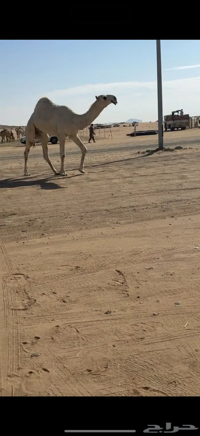 للبيع قعود حق اوضح 0