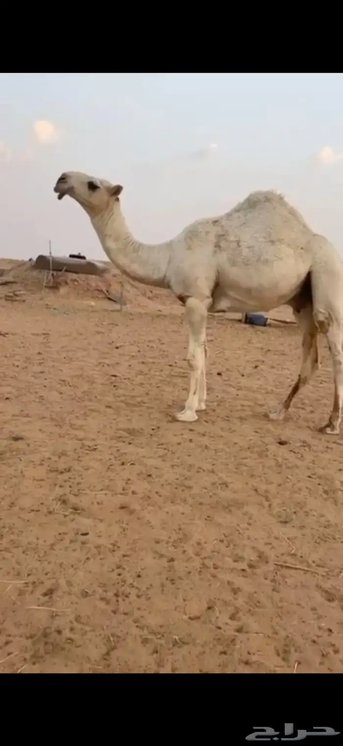 قعدان بواتل طيبة 2