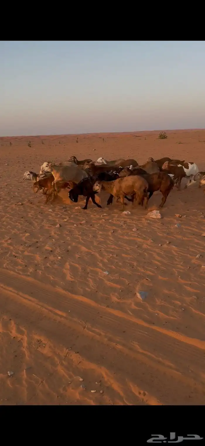 جذعان سواكن مربوطة شحم 1