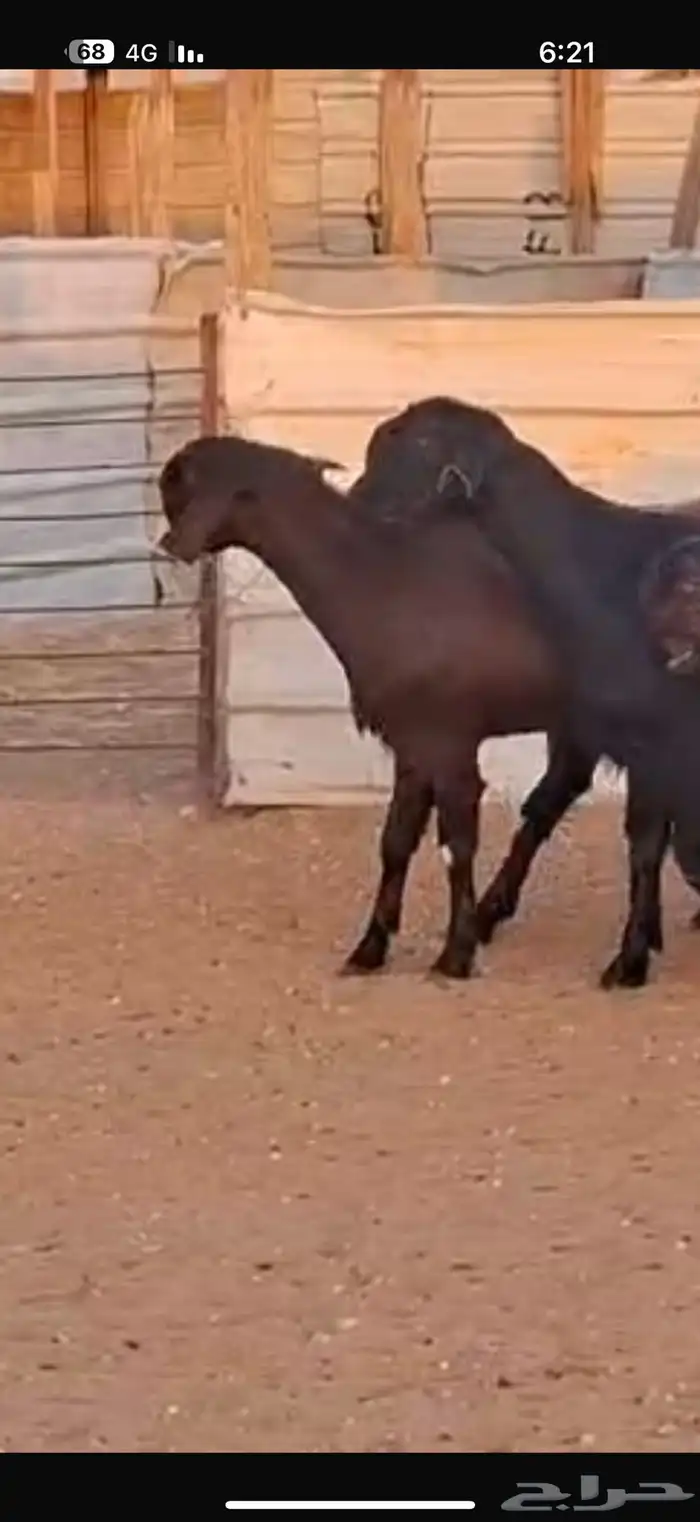 شاميات جذعات 15