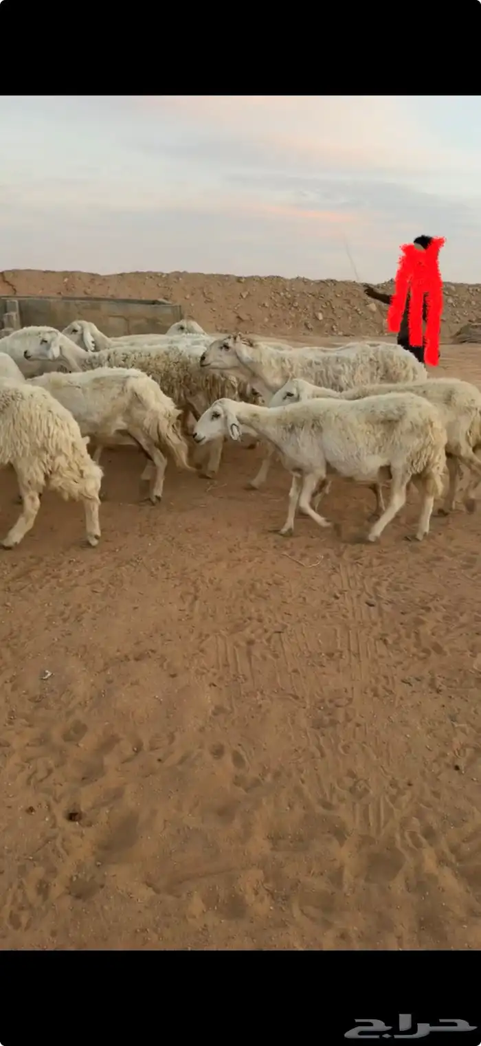 البيع مراح حريات حرش العدد35 بالفحل مشروط 1