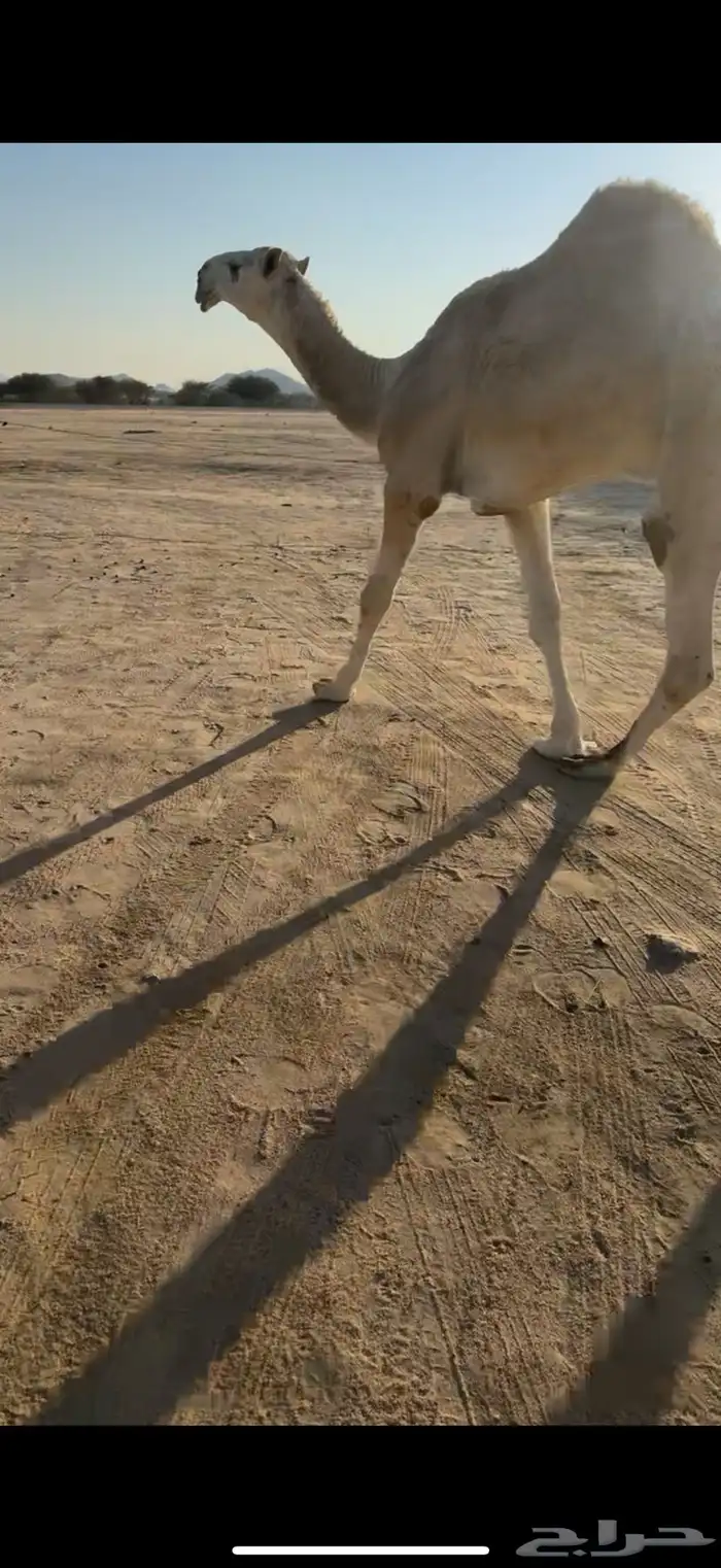 للبيع قعود حق اوضح 2