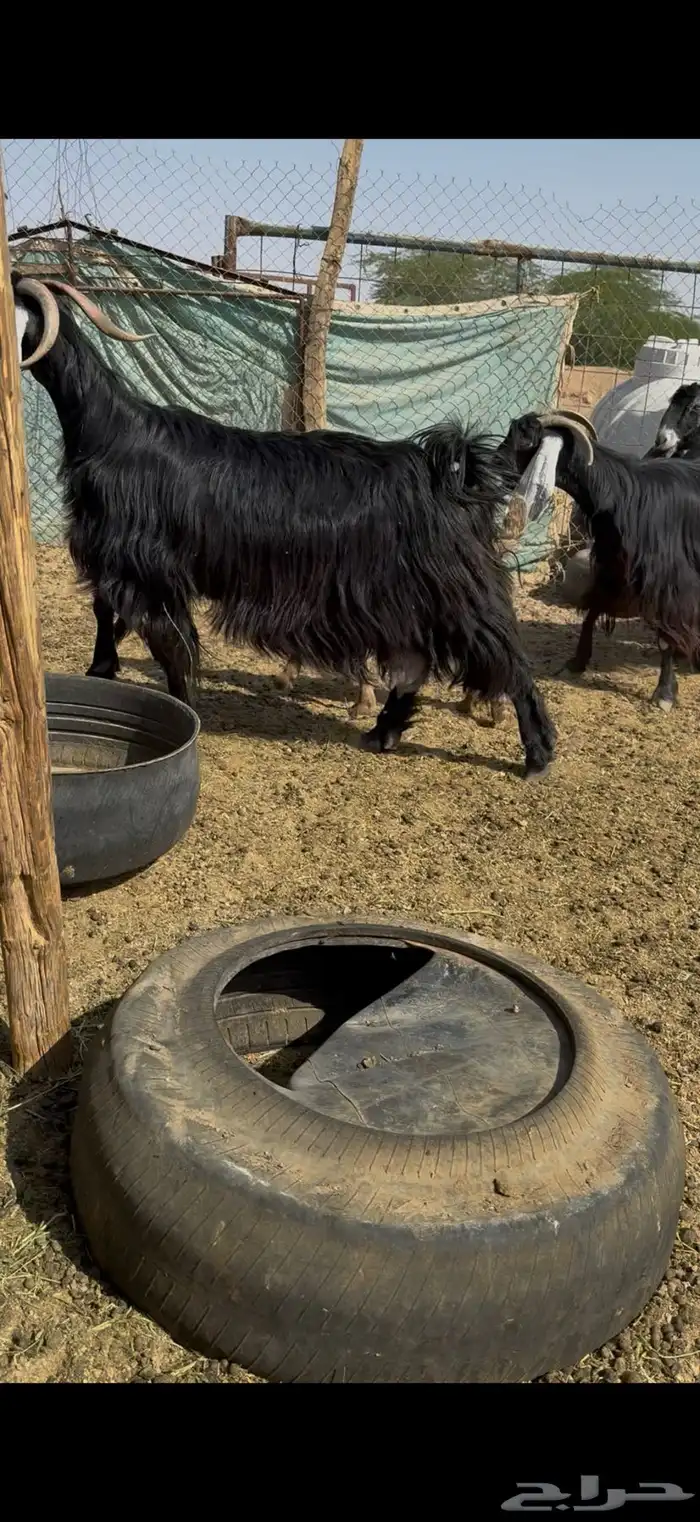 للبيع معزاء مواليد 4