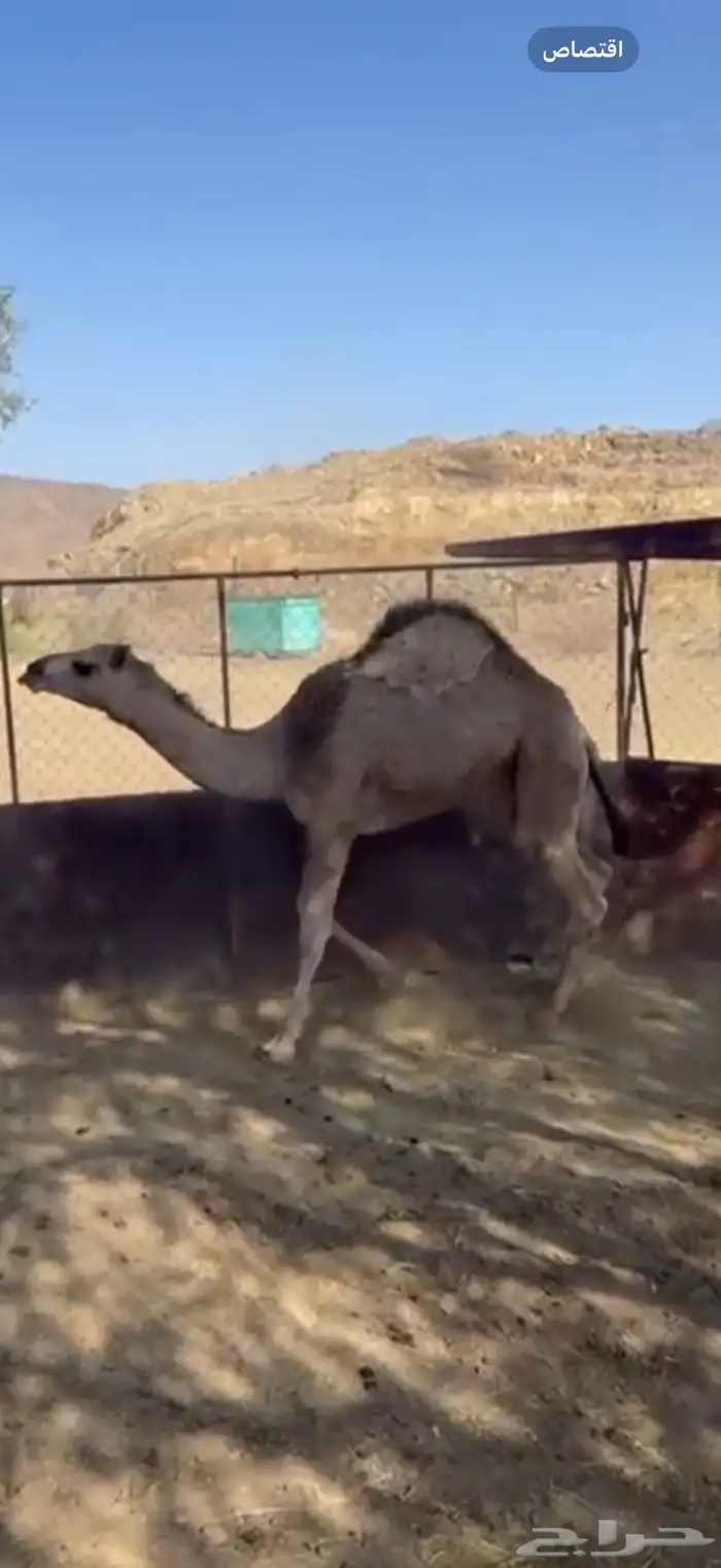 قعود كفو كفو جدا وفل شحم 3